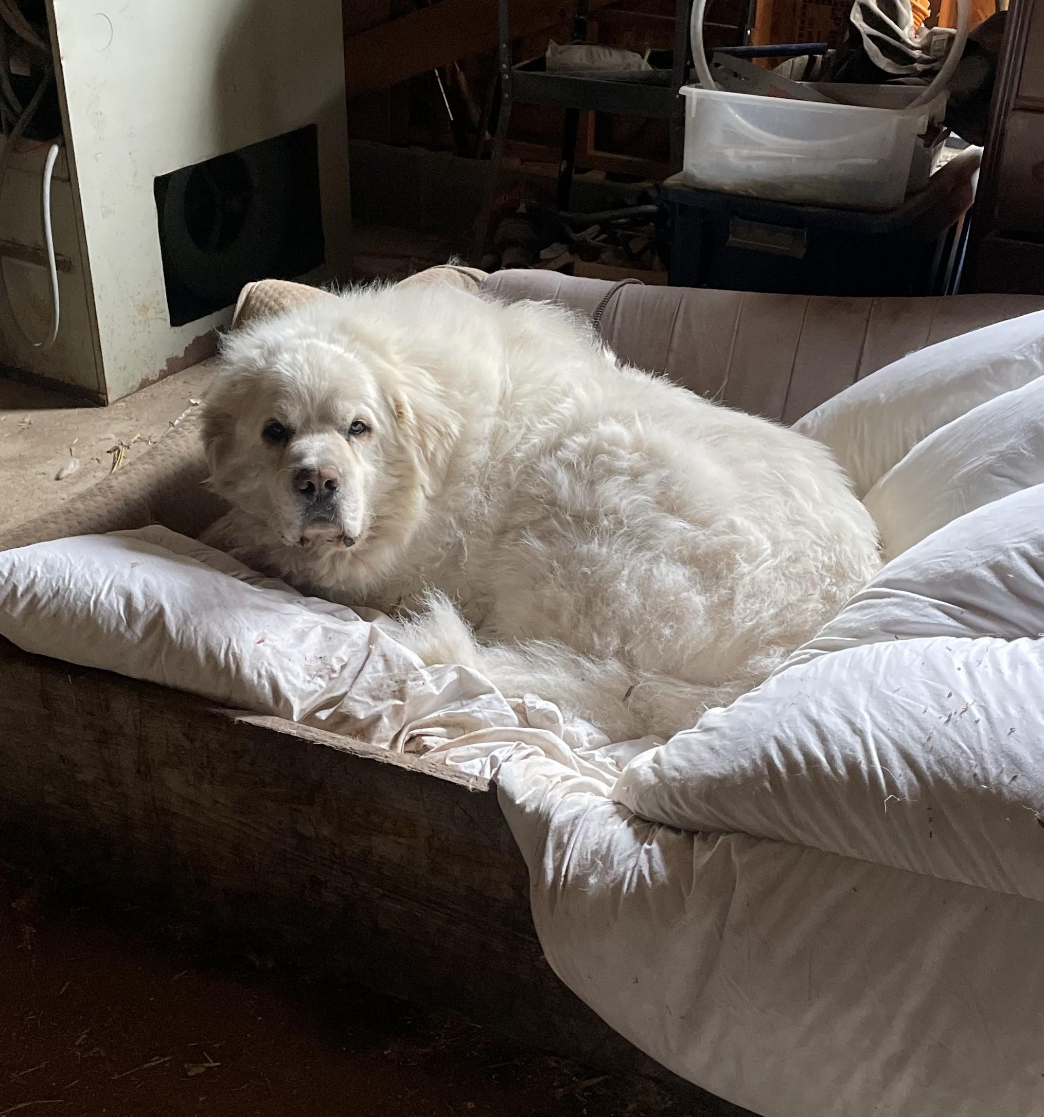 Dakota, Adopted, Adult Male Great Pyrenees.