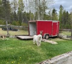 Enlarge Dakota, a Adopted Great Pyrenees in Duluth, MN image 2/2