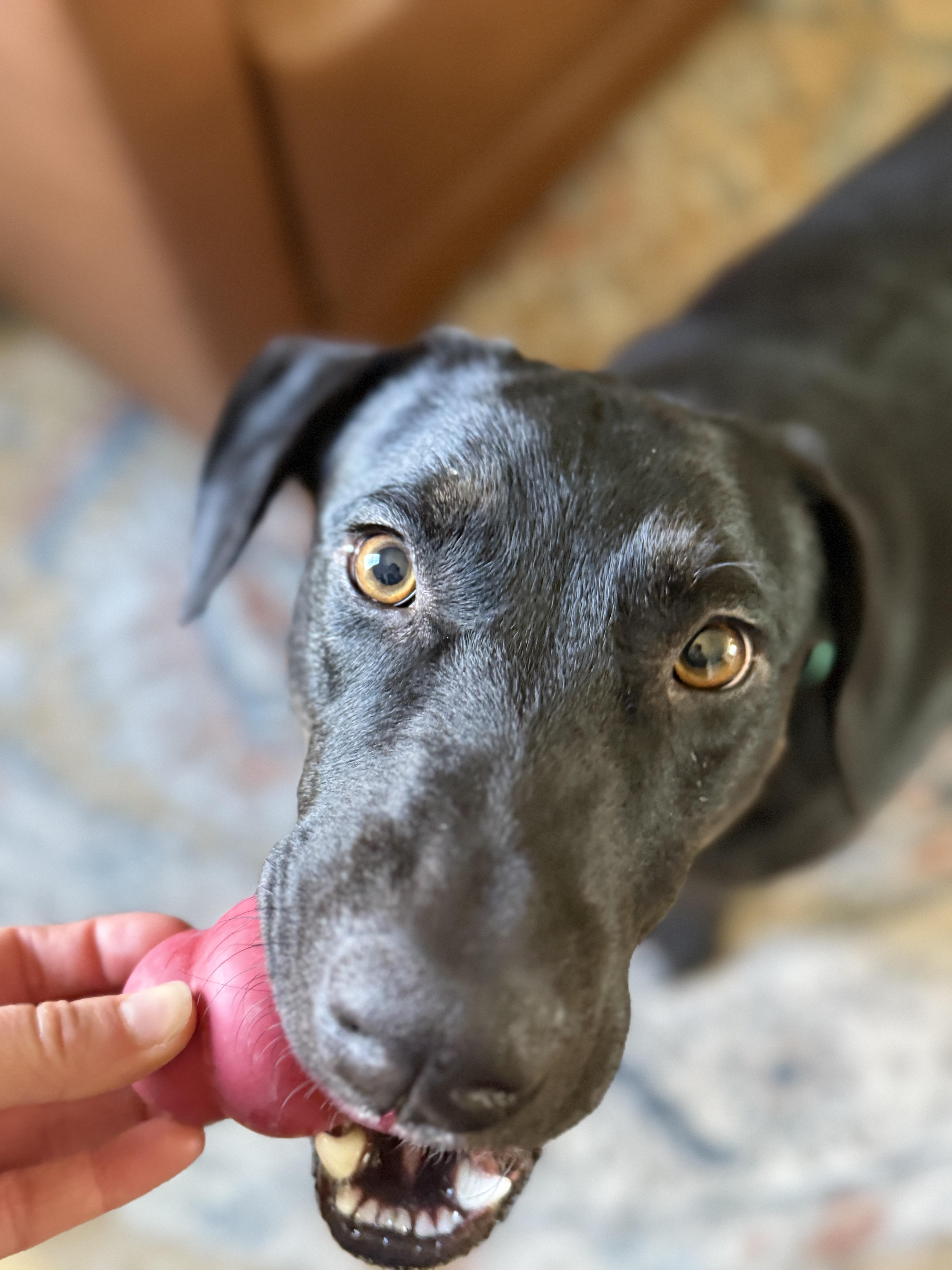 Ryder, Adoptable, Adult Male Labrador Retriever.