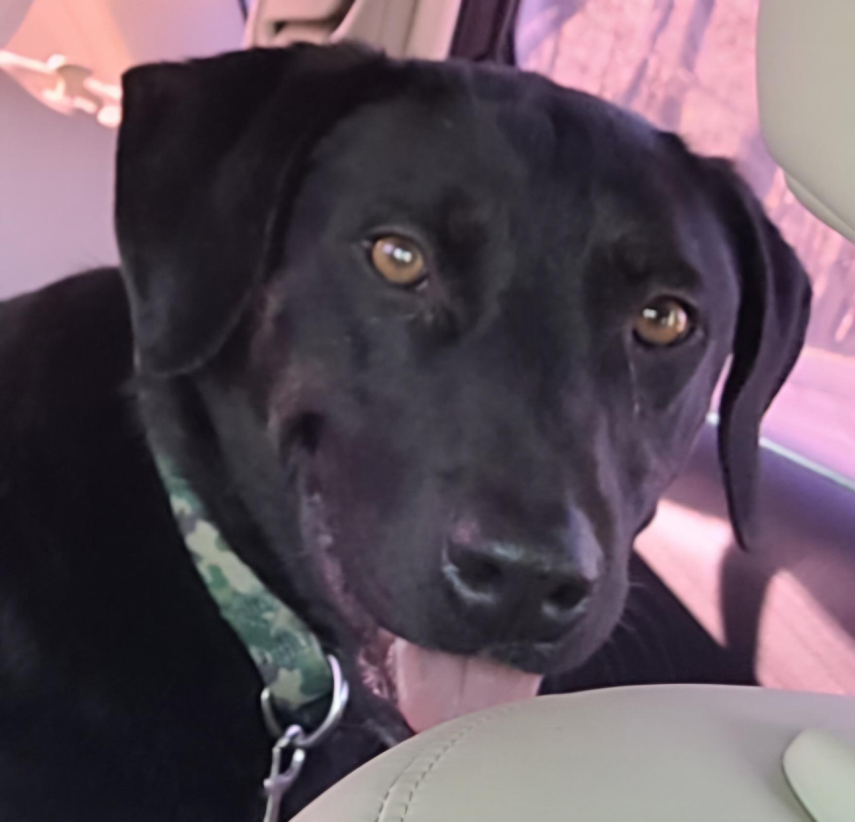 Enlarge Ryder, a Adoptable mixed breed in Westport, CT image 2/4