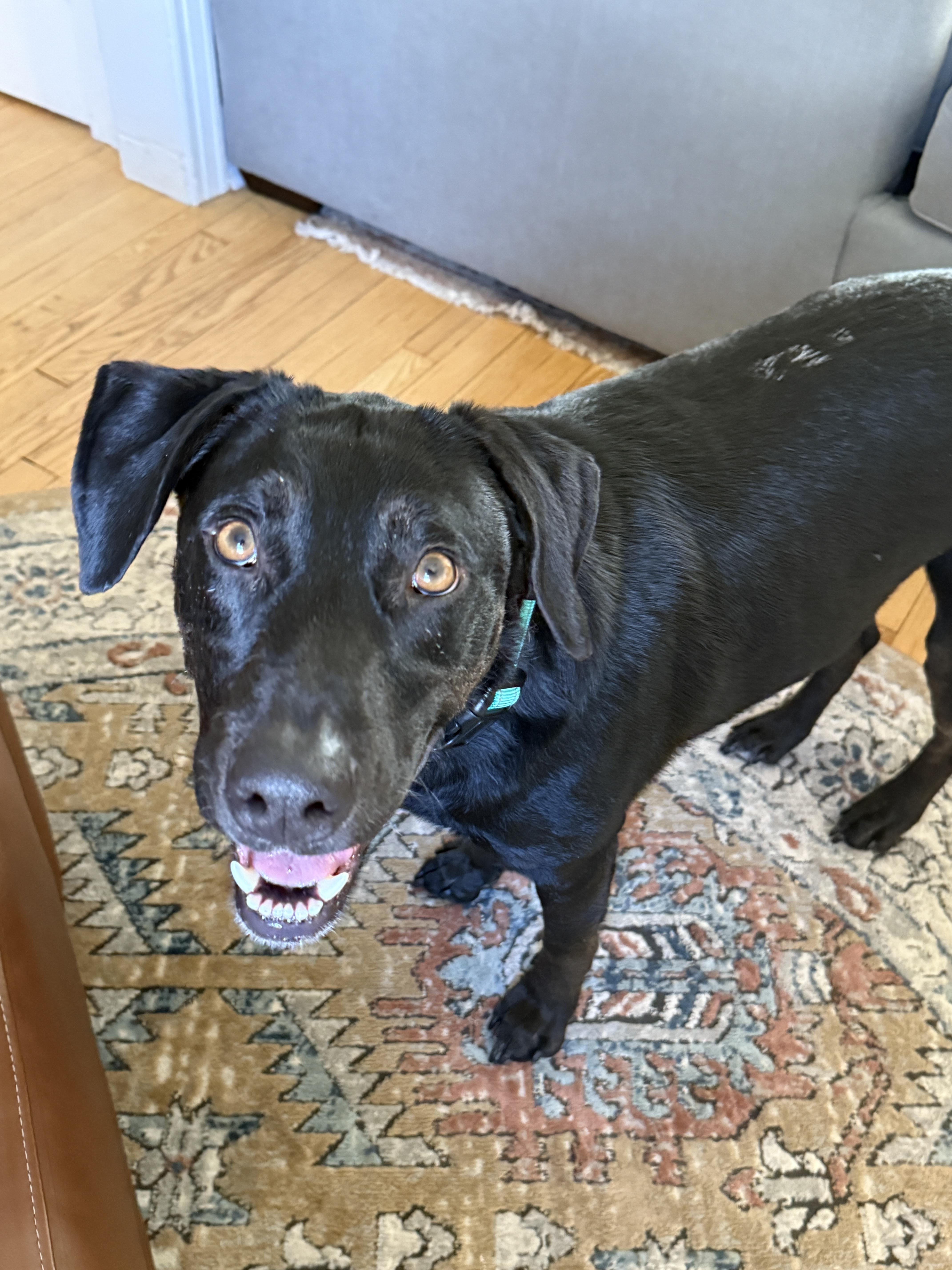 Ryder, a Adoptable mixed breed in Westport, CT image 3/4