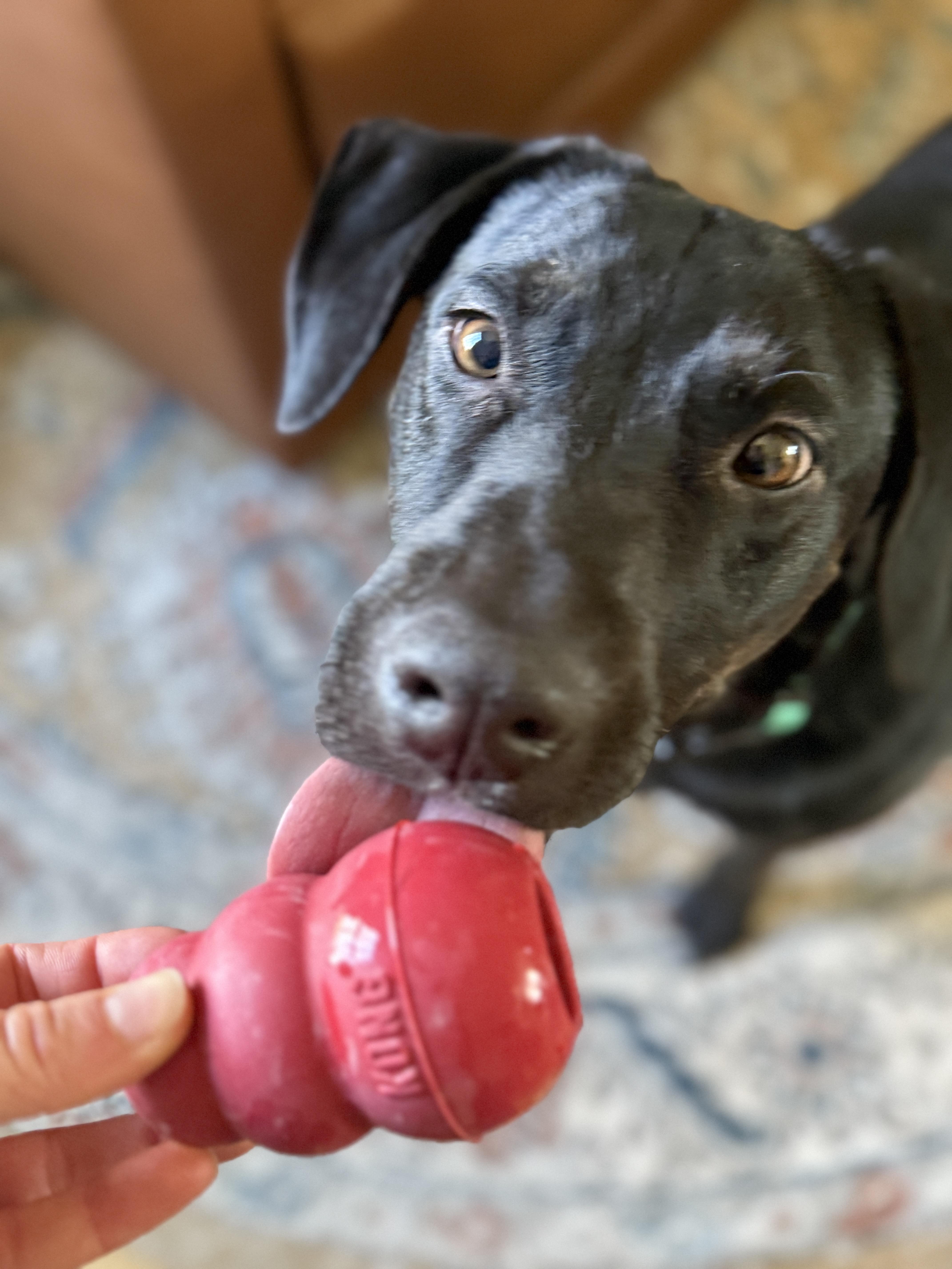 Ryder, a Adoptable mixed breed in Westport, CT image 4/4