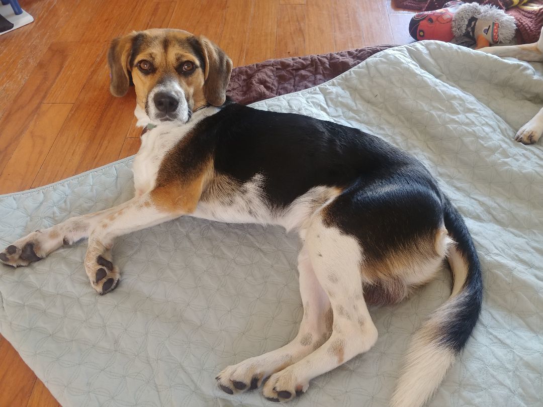 Enlarge Ricardo, a Adopted Beagle in Phoenix, AZ image 1/4