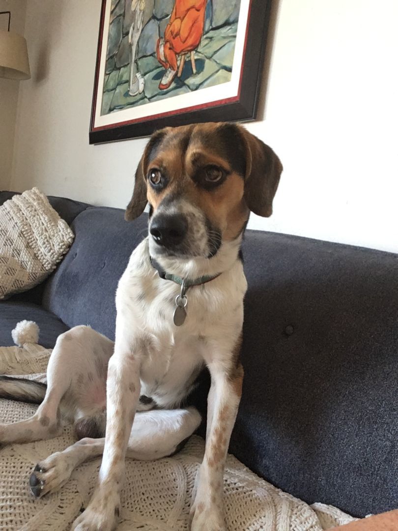 Enlarge Ricardo, a Adopted Beagle in Phoenix, AZ image 2/4