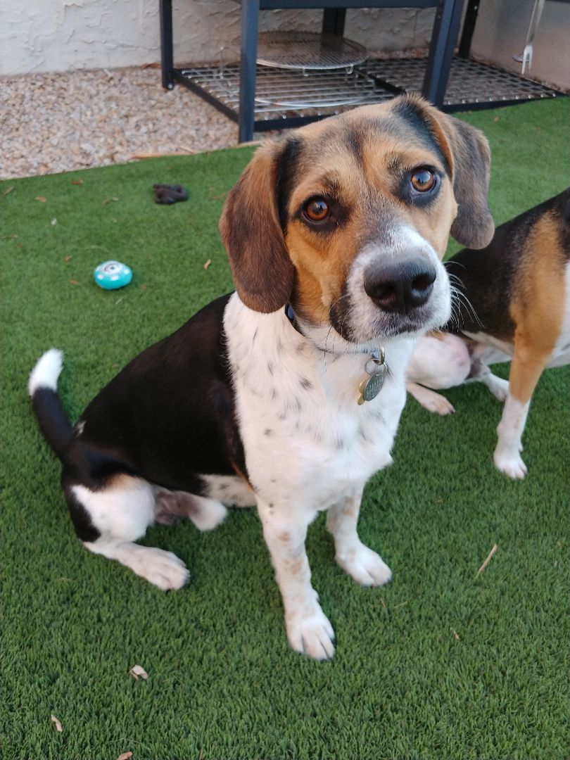 Enlarge Ricardo, a Adopted Beagle in Phoenix, AZ image 3/4