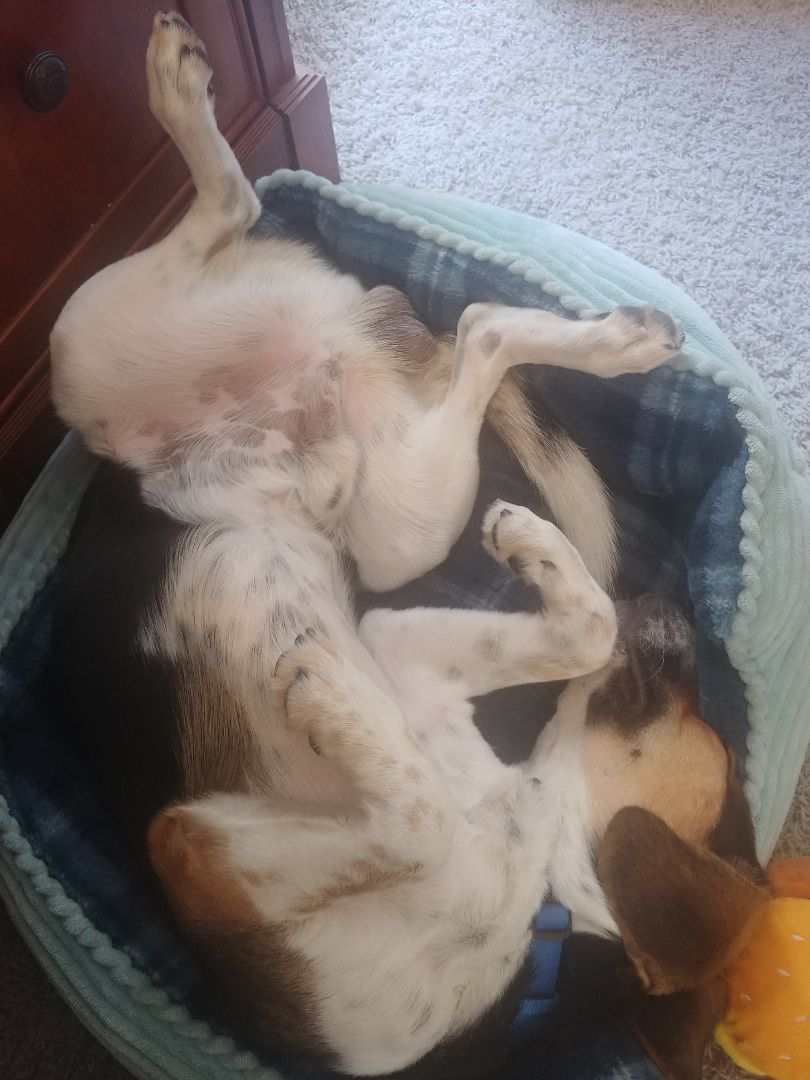 Enlarge Ricardo, a Adopted Beagle in Phoenix, AZ image 4/4