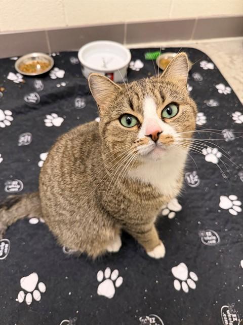 HYDRA, Adoptable, Young Female Domestic Short Hair.