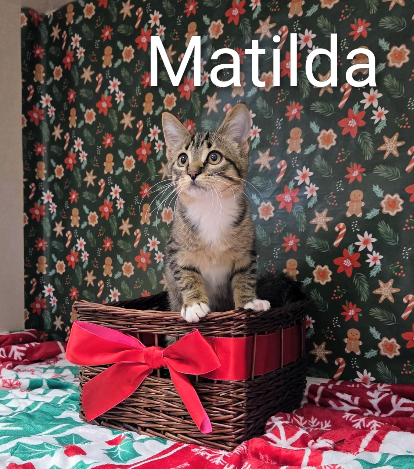 Enlarge Matilda, a ADOPTABLE mixed breed in Janesville, WI image 1/1