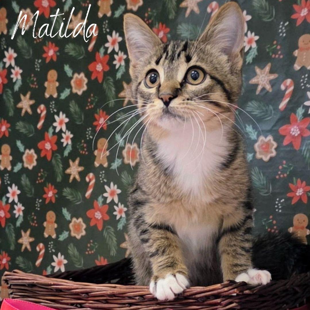 Matilda, ADOPTABLE, Kitten Female Domestic Short Hair & Tabby.