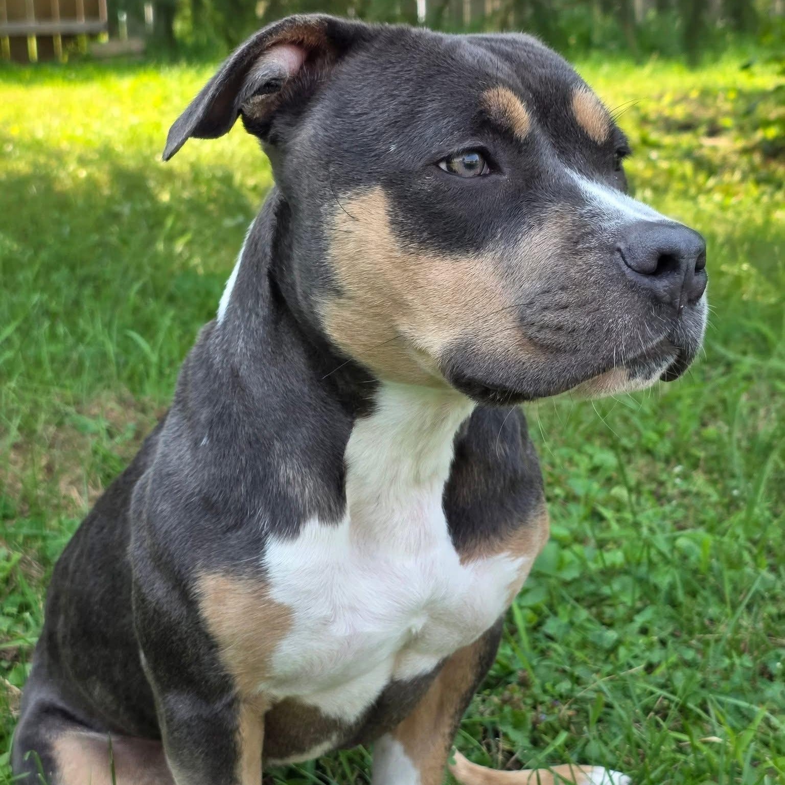 Kahlua, a Adopted mixed breed in Wheeling, IL image 1/6