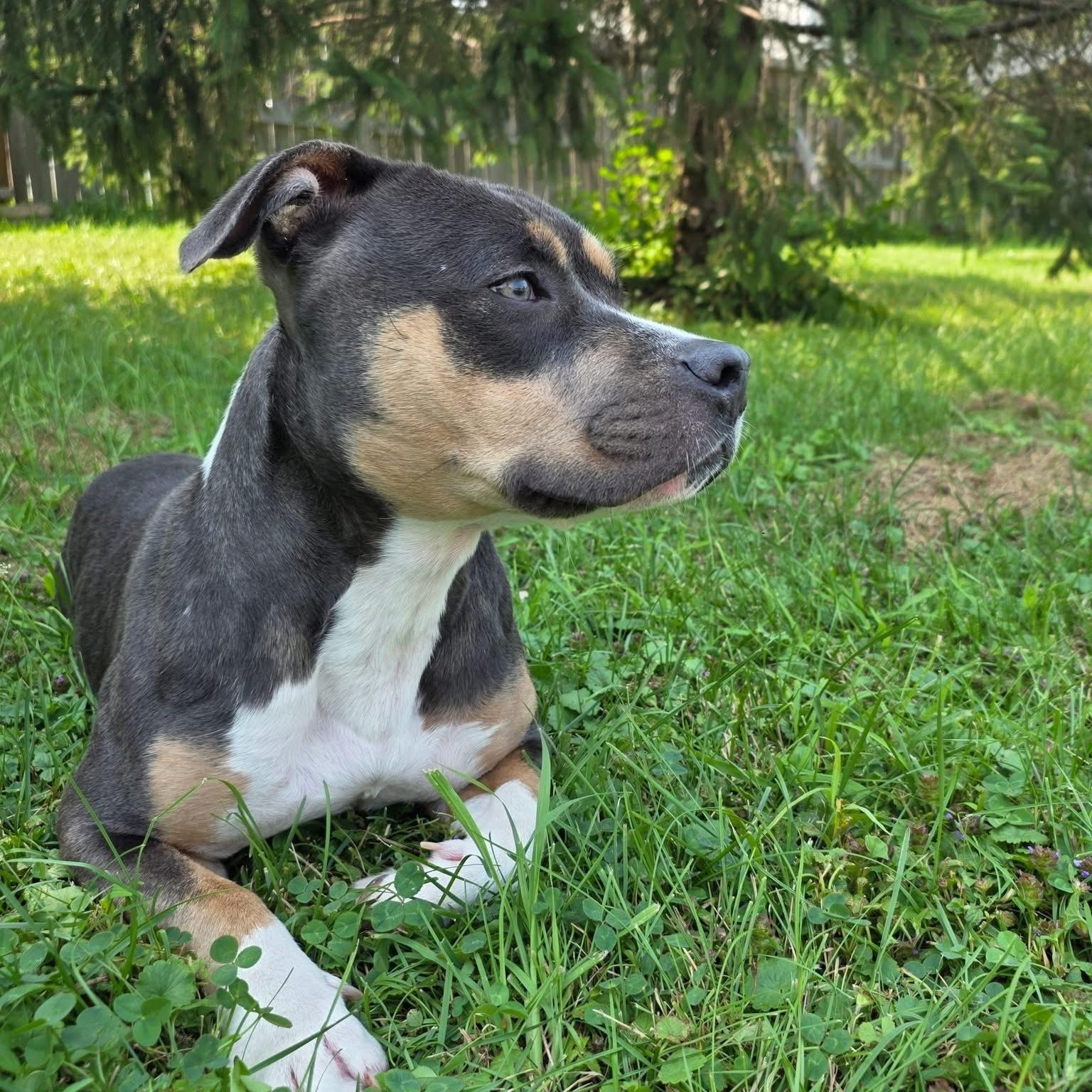 Kahlua, a Adopted mixed breed in Wheeling, IL image 5/6