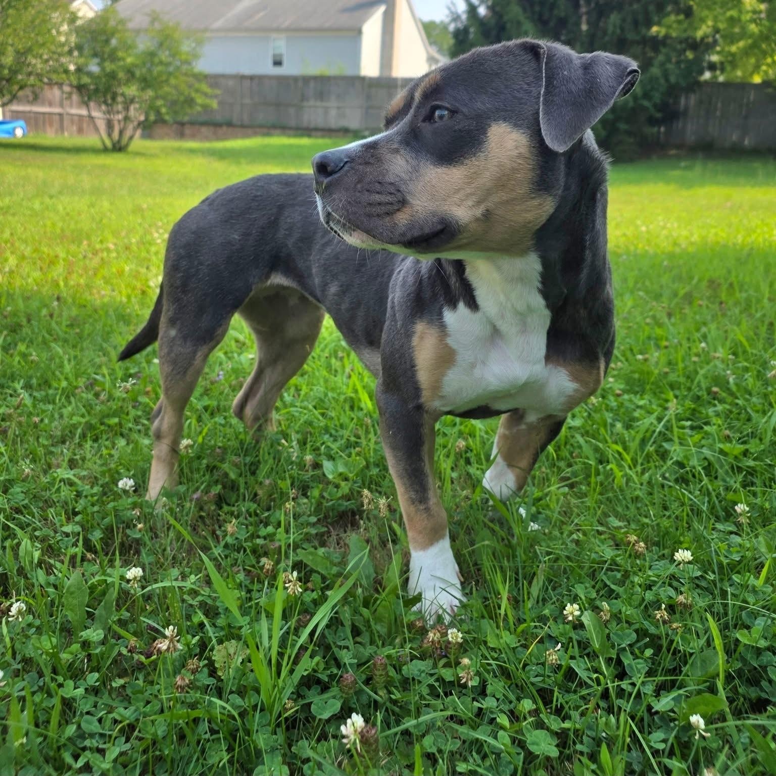 Kahlua, a Adopted mixed breed in Wheeling, IL image 2/6