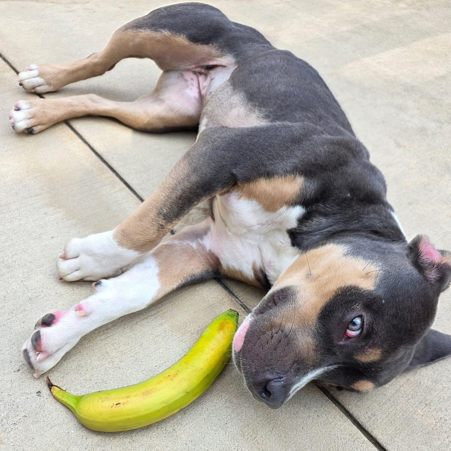 Kahlua, a Adopted mixed breed in Wheeling, IL image 6/6