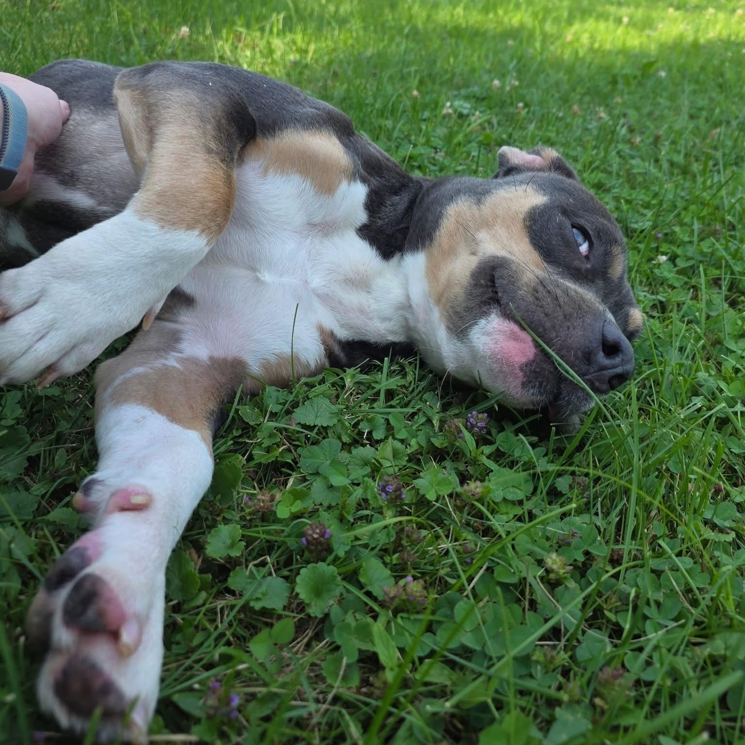 Kahlua, a Adopted mixed breed in Wheeling, IL image 3/6