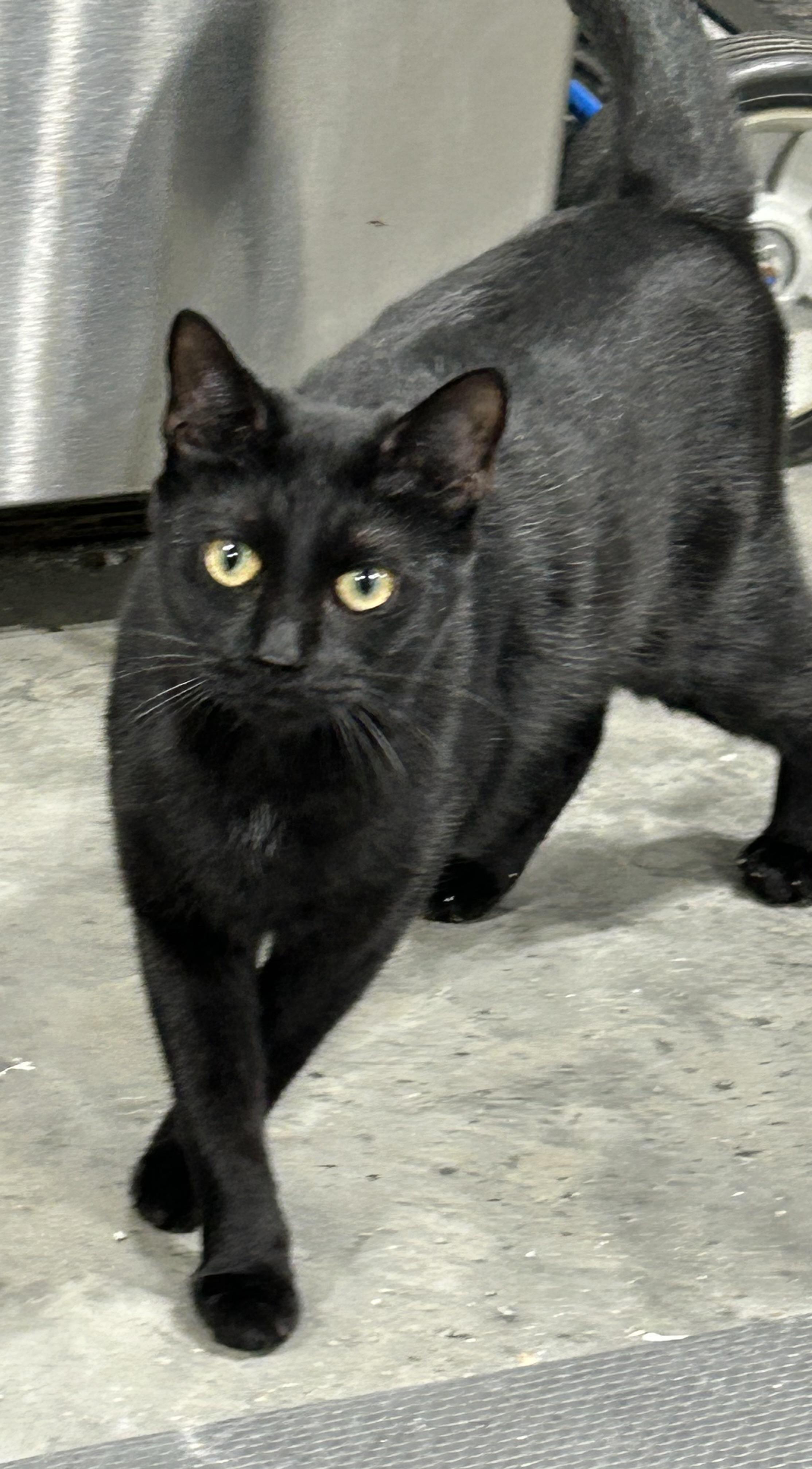 Zoe, Adoptable, Adult Female Domestic Short Hair & Bombay.