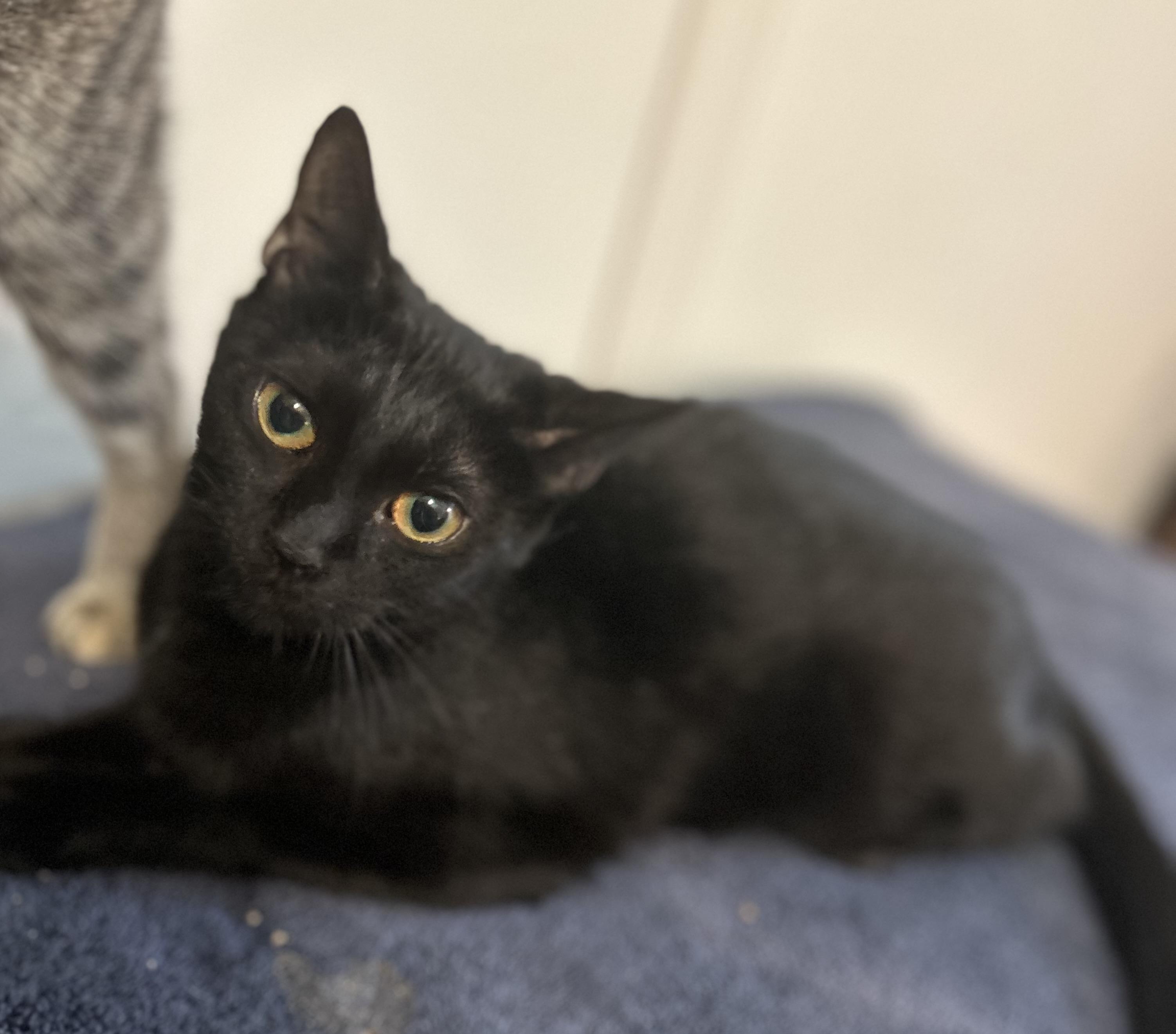 Zoe, Adoptable, Adult Female Domestic Short Hair & Bombay.