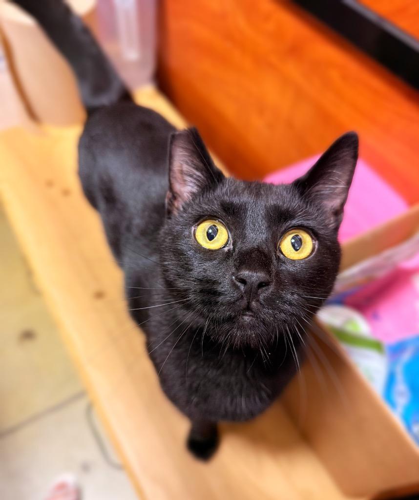 Enlarge Bongo, a Adoptable mixed breed in Thousand Oaks, CA image 1/2