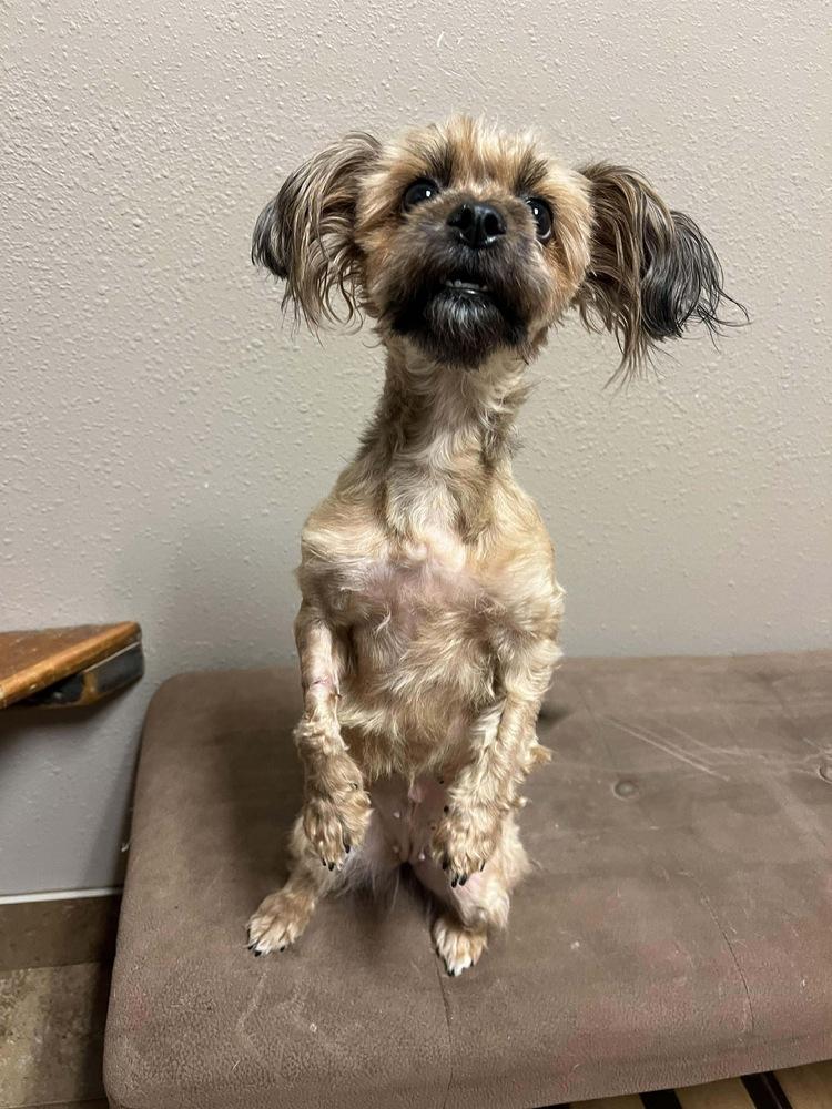 Trixie, Adoptable, Adult Female Shih Tzu.