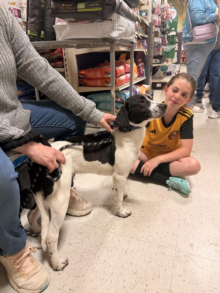 Enlarge Rudy, a Adoptable mixed breed in Willingboro, NJ image 1/6