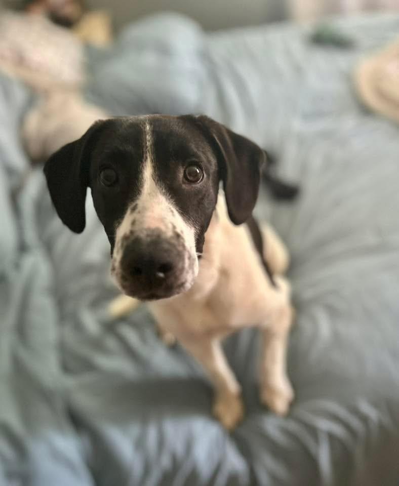 Enlarge Rudy, a Adoptable mixed breed in Willingboro, NJ image 2/6