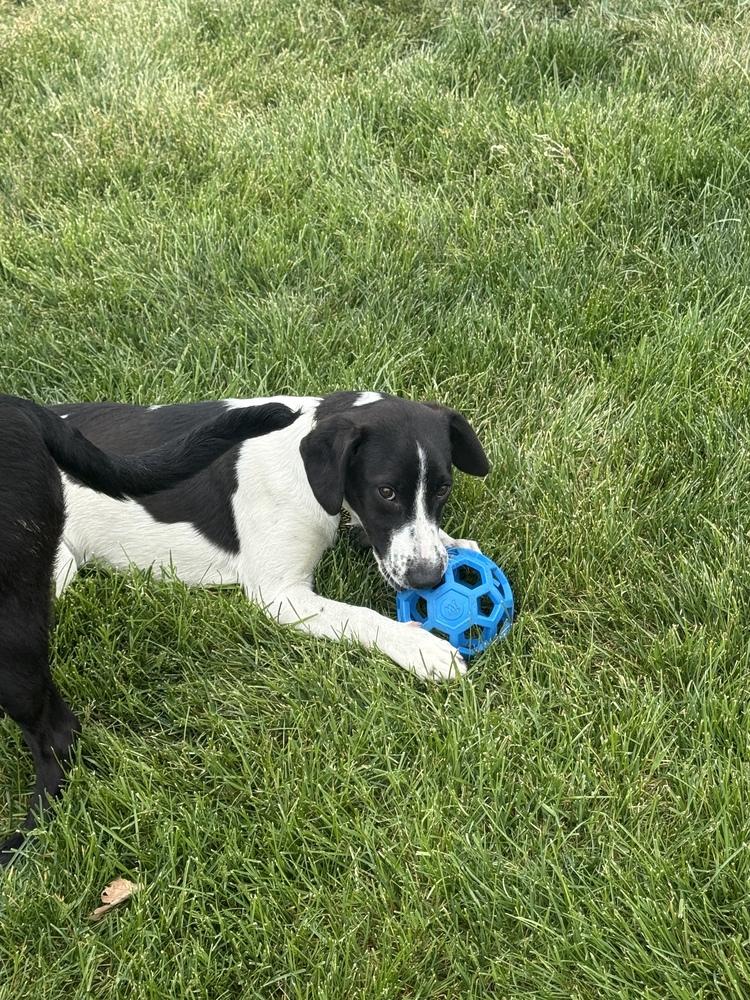 Enlarge Rudy, a Adoptable mixed breed in Willingboro, NJ image 3/6