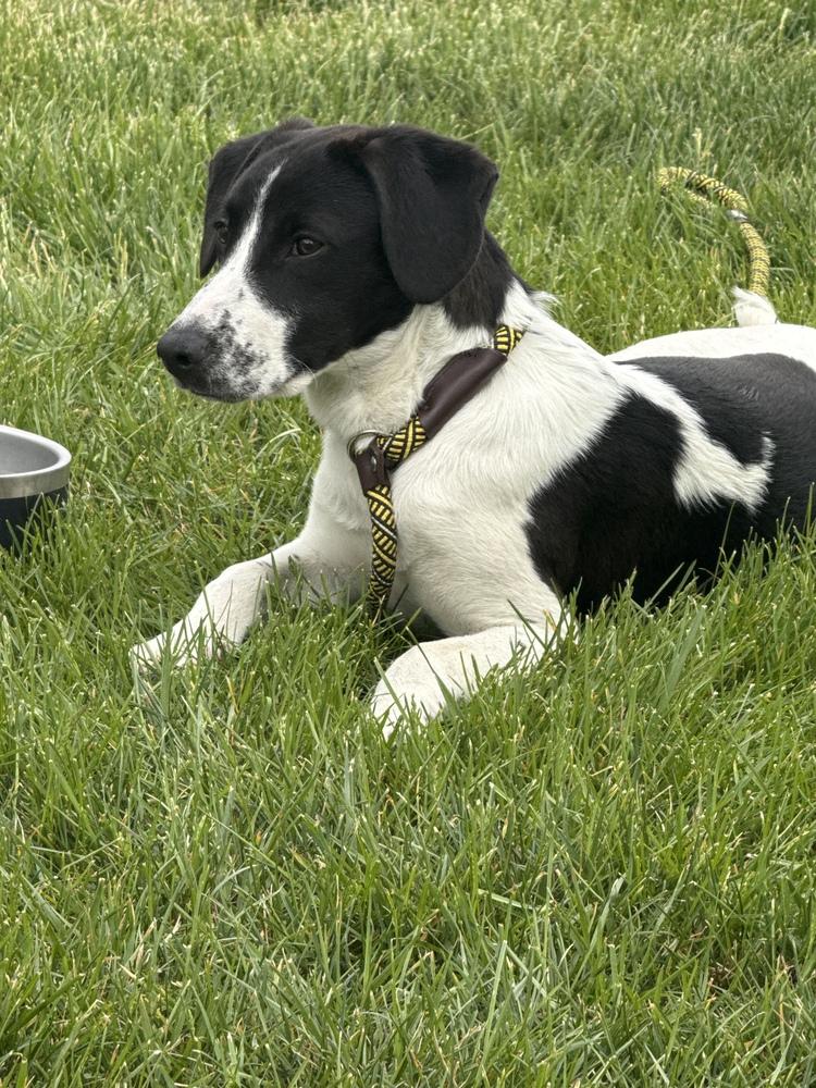 Enlarge Rudy, a Adoptable mixed breed in Willingboro, NJ image 5/6