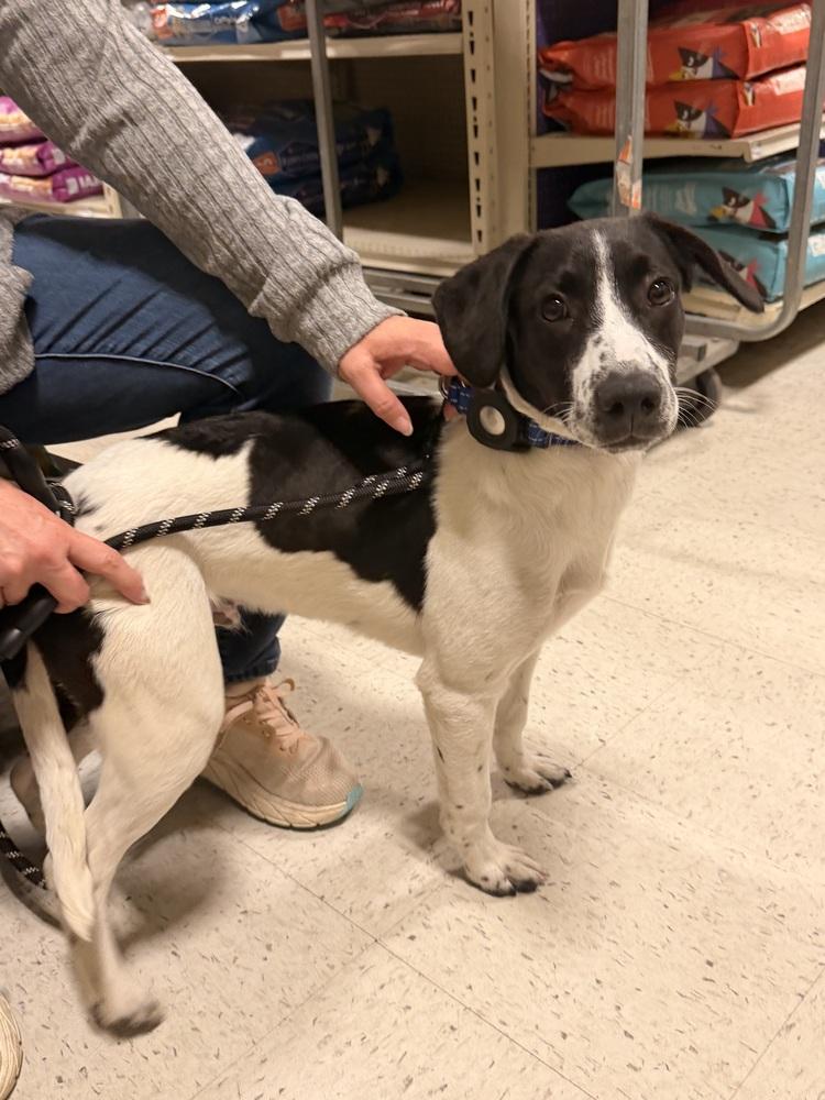 Enlarge Rudy, a Adoptable mixed breed in Willingboro, NJ image 6/6