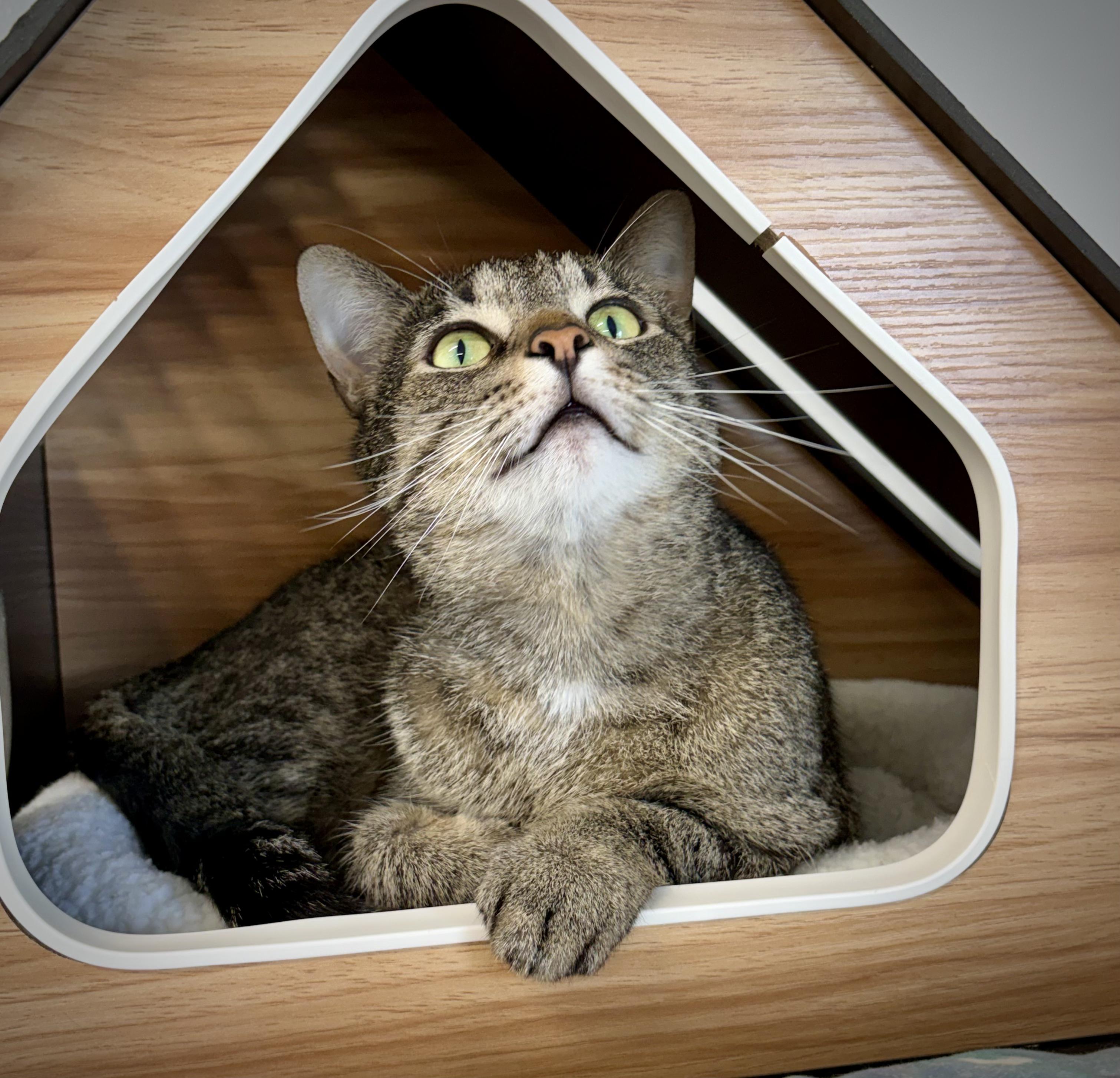 Enlarge Trouble, an adoptable Domestic Short Hair in Kalamazoo, MI image 1/4