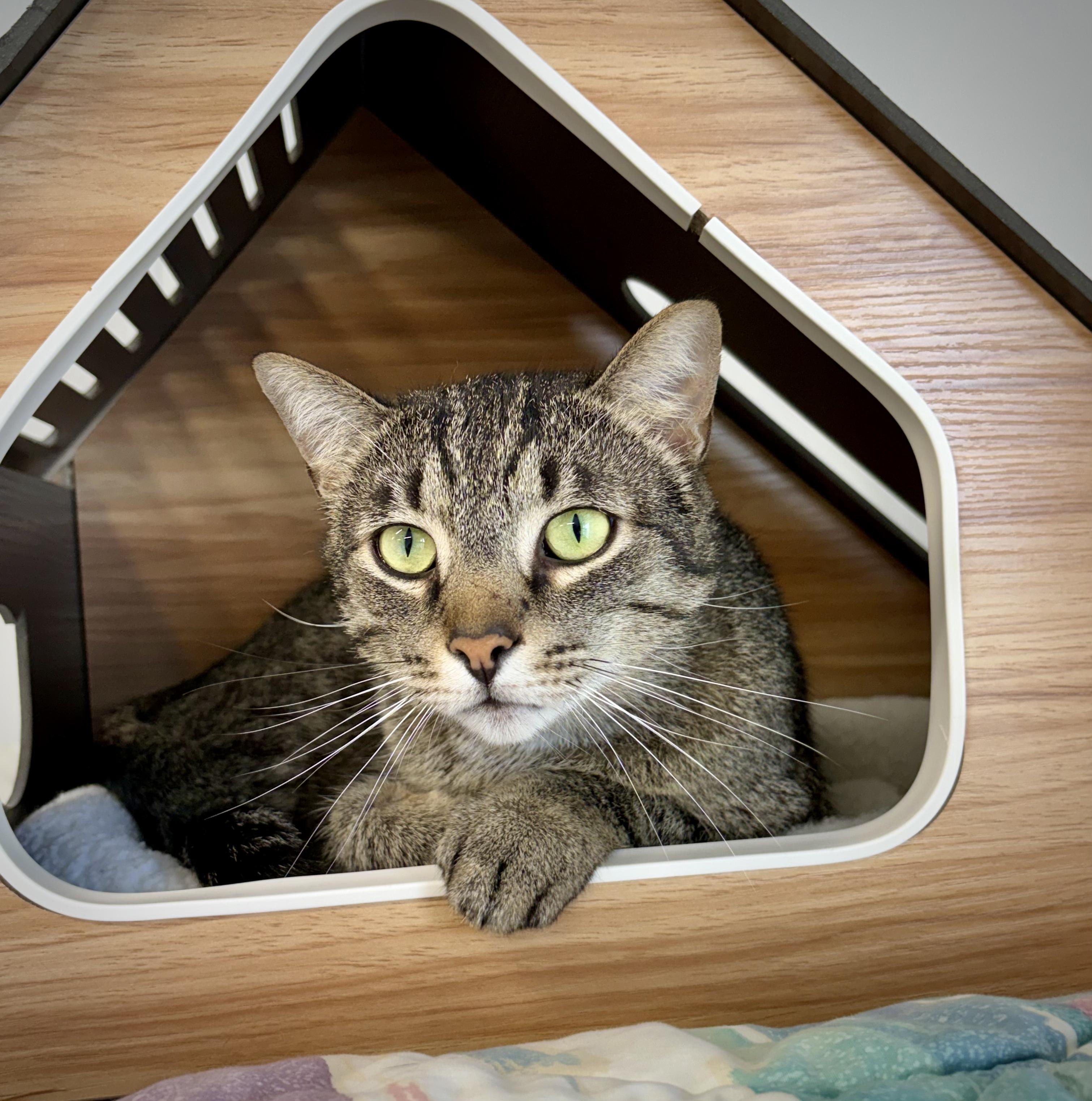 Enlarge Trouble, an adoptable Domestic Short Hair in Kalamazoo, MI image 3/4