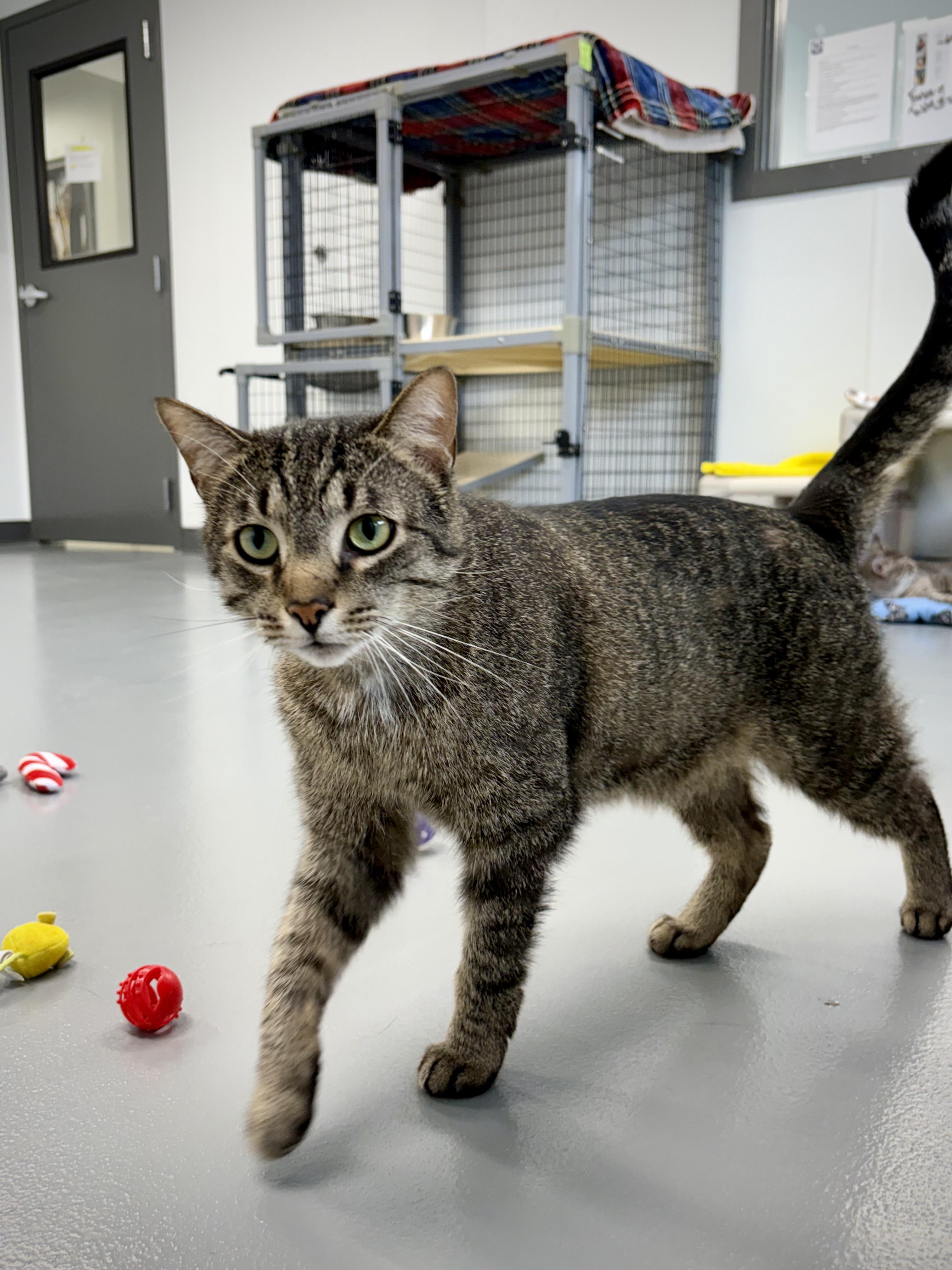 Enlarge Trouble, an adoptable Domestic Short Hair in Kalamazoo, MI image 2/4