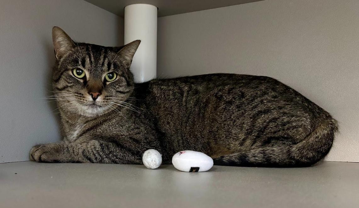 Enlarge Trouble, a ADOPTABLE Domestic Short Hair in Kalamazoo, MI image 1/1
