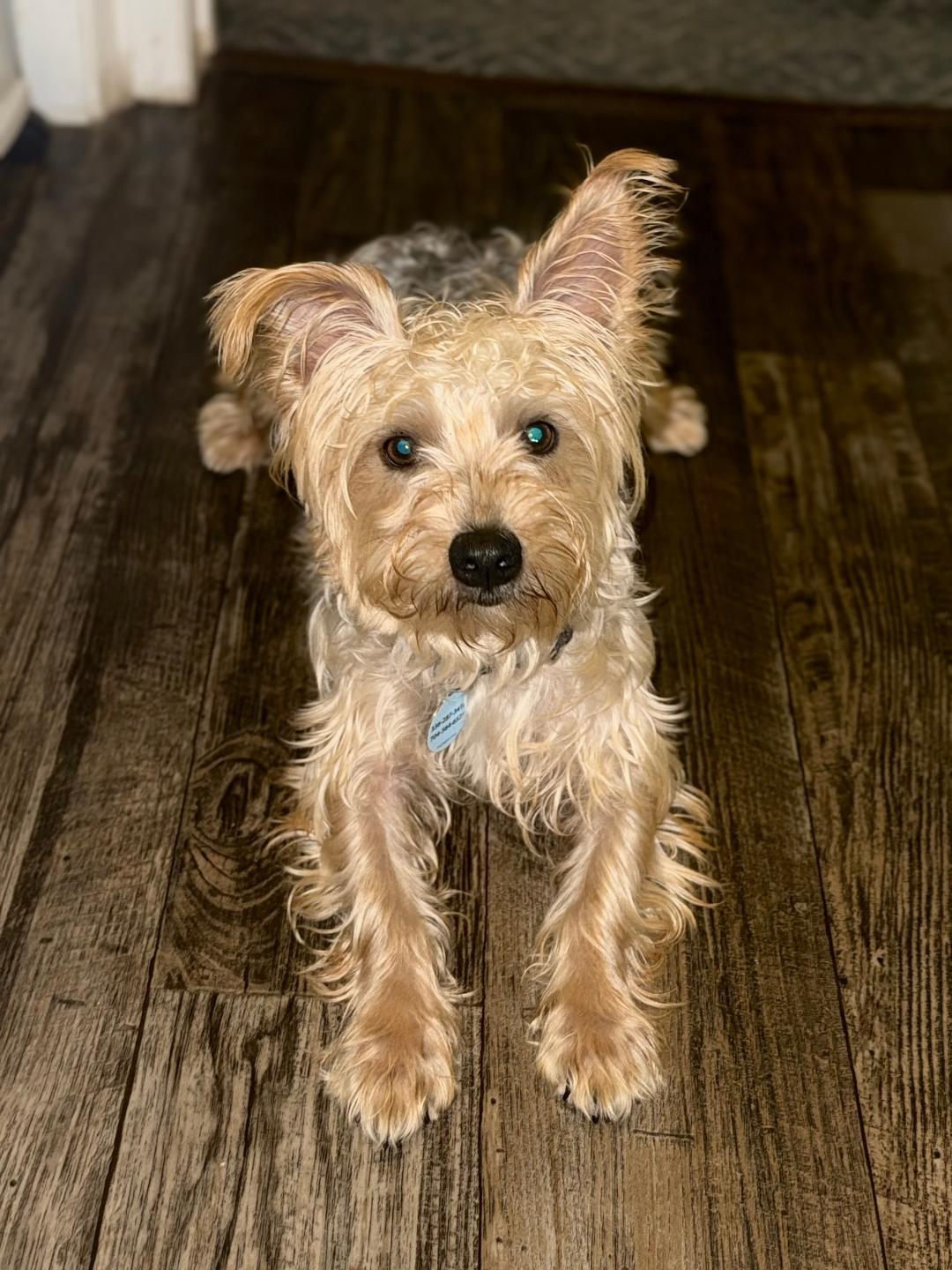 Enlarge Louie, a Adopted Silky Terrier in Winston-Salem, NC image 3/5