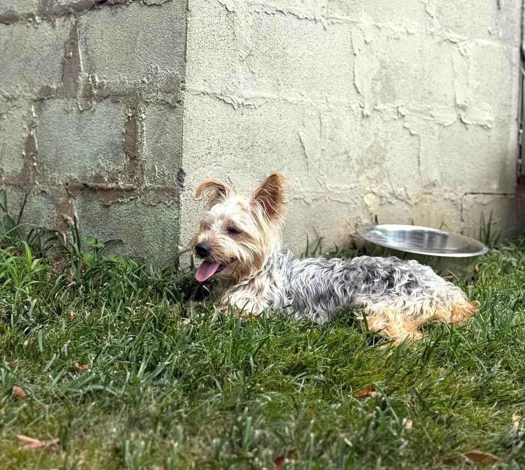 Enlarge Louie, a Adopted Silky Terrier in Winston-Salem, NC image 4/5