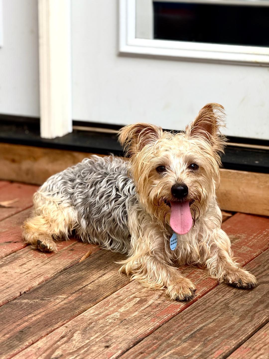 Enlarge Louie, a Adopted Silky Terrier in Winston-Salem, NC image 1/5
