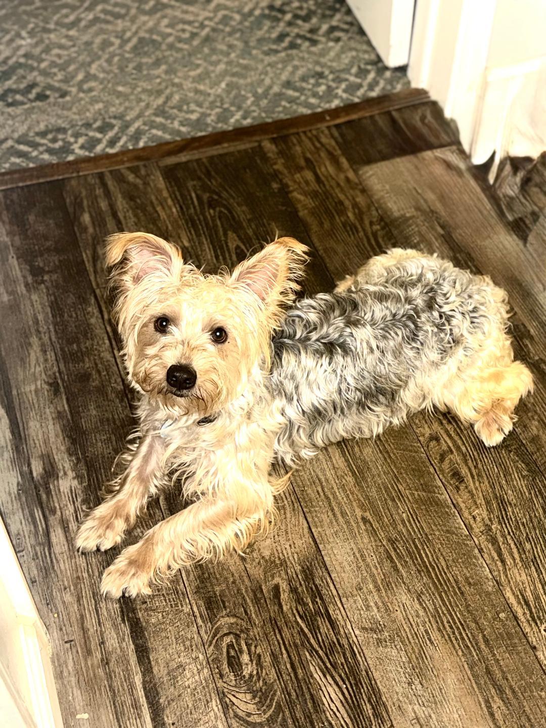 Enlarge Louie, a Adopted Silky Terrier in Winston-Salem, NC image 2/5