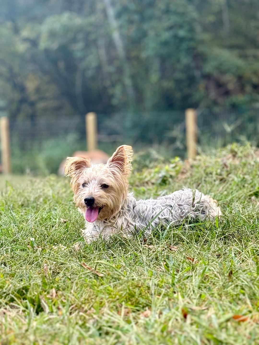Enlarge Louie, a Adopted Silky Terrier in Winston-Salem, NC image 5/5