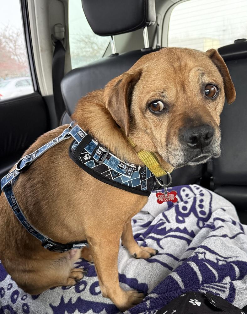 Enlarge Molly, a Adoptable mixed breed in South Bend, IN image 1/3