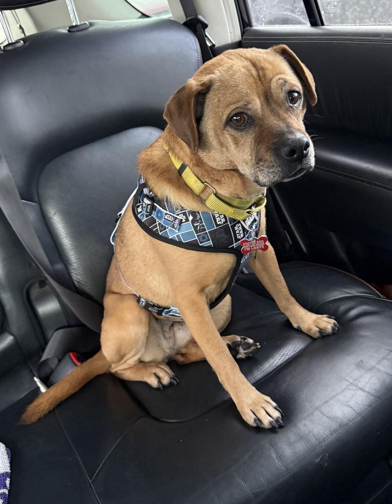 Enlarge Molly, a Adoptable mixed breed in South Bend, IN image 2/3