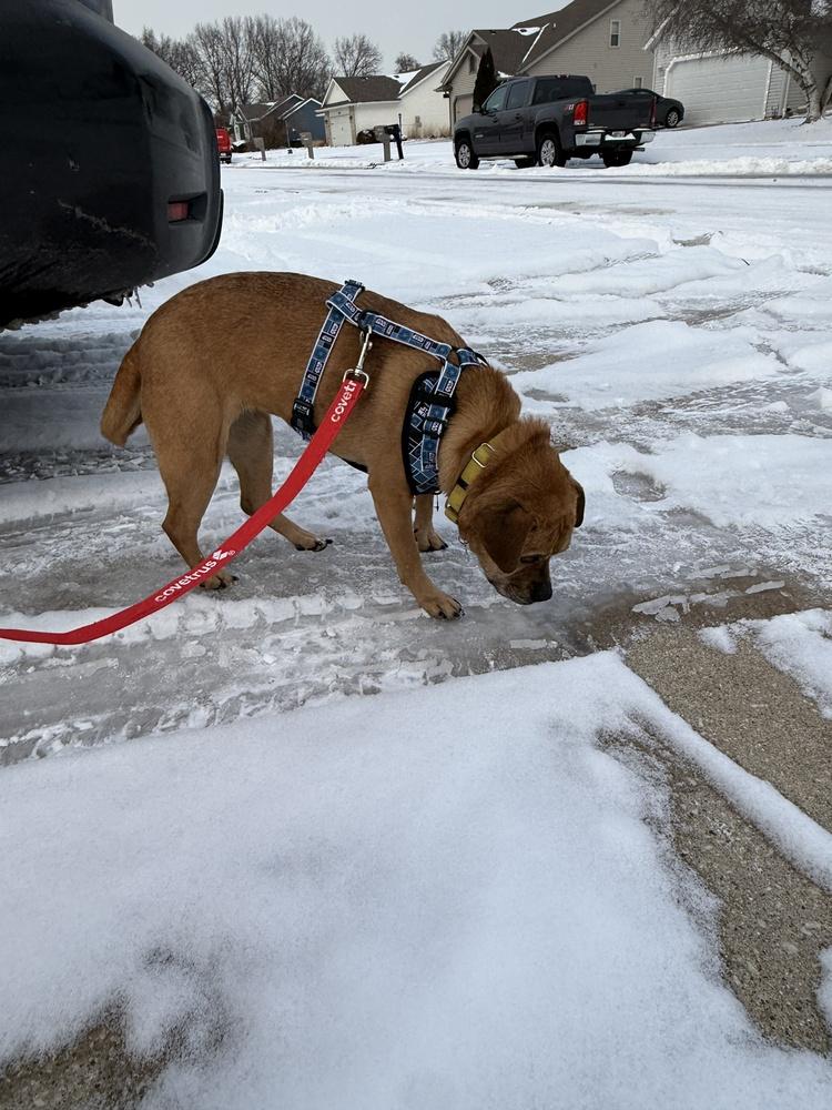 Enlarge Molly, a Adoptable mixed breed in South Bend, IN image 3/3