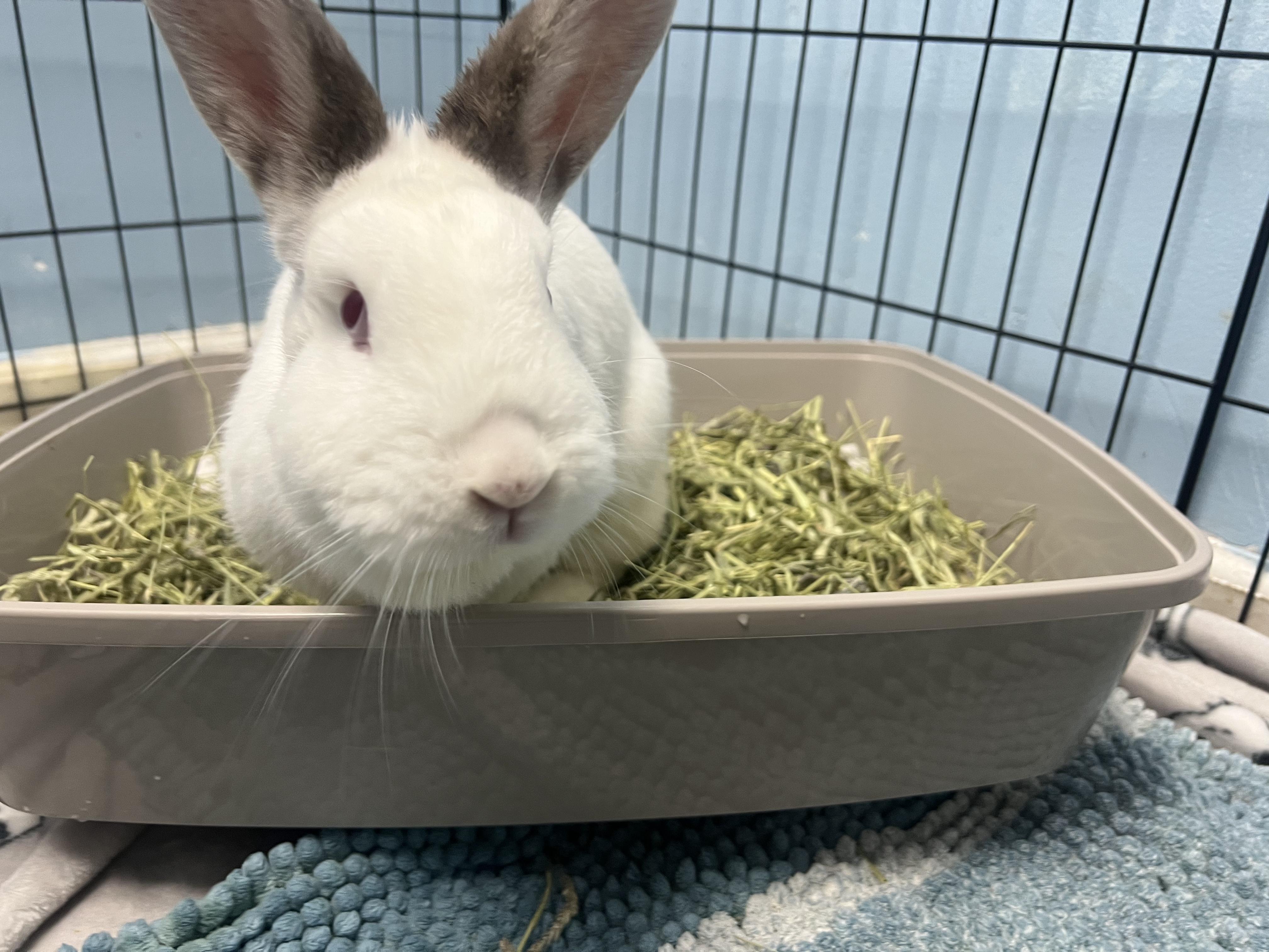 Lemon Loaf, a Adoptable mixed breed in Medford, NY image 2/3