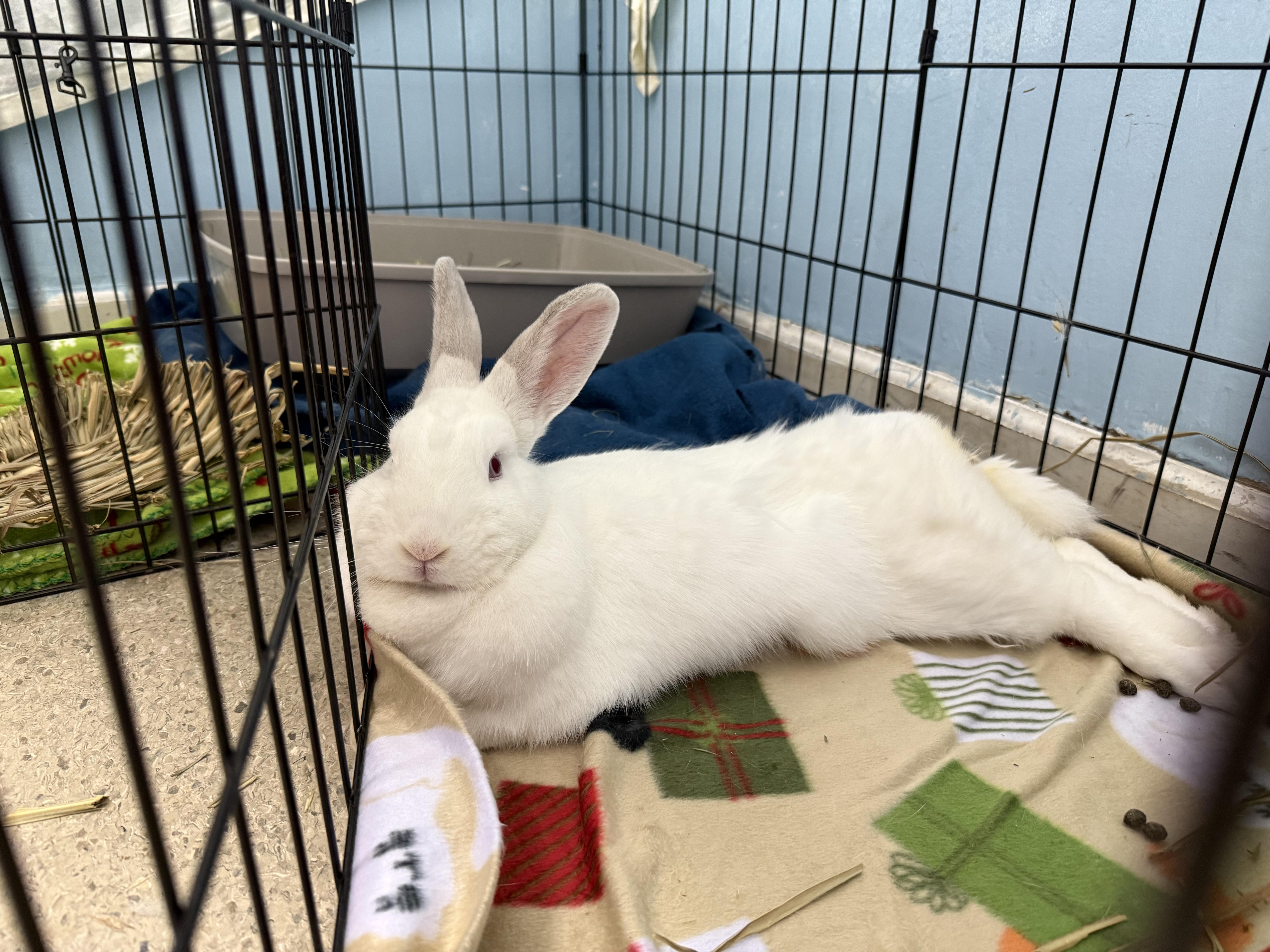 Lemon Loaf, a Adoptable mixed breed in Medford, NY image 1/3
