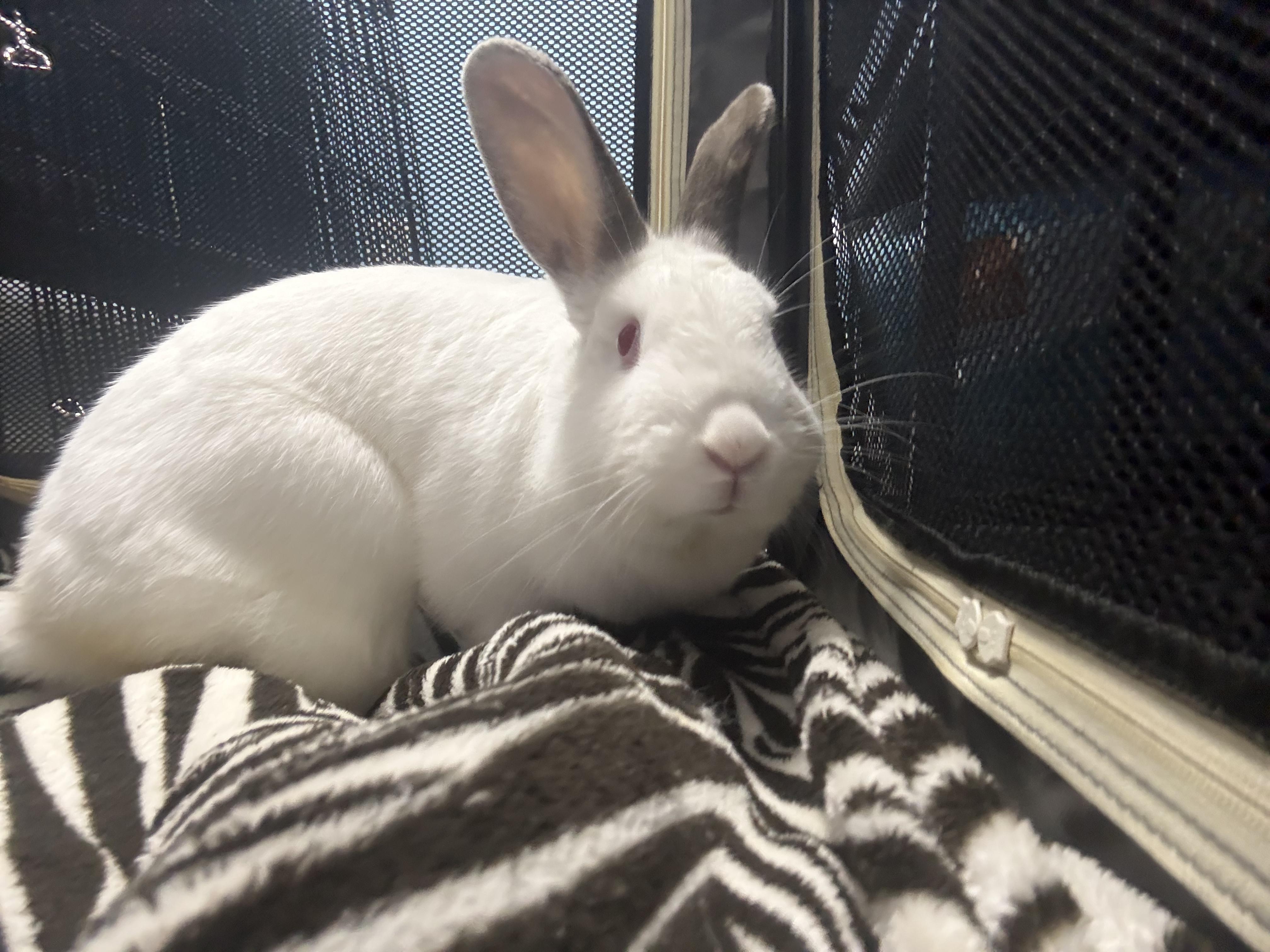 Lemon Loaf, a Adoptable mixed breed in Medford, NY image 3/3
