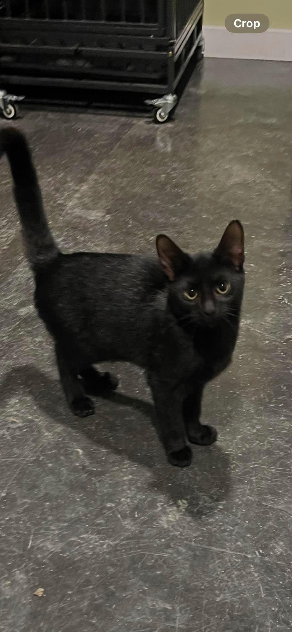 Midnight, ADOPTABLE, Kitten Male Domestic Short Hair.