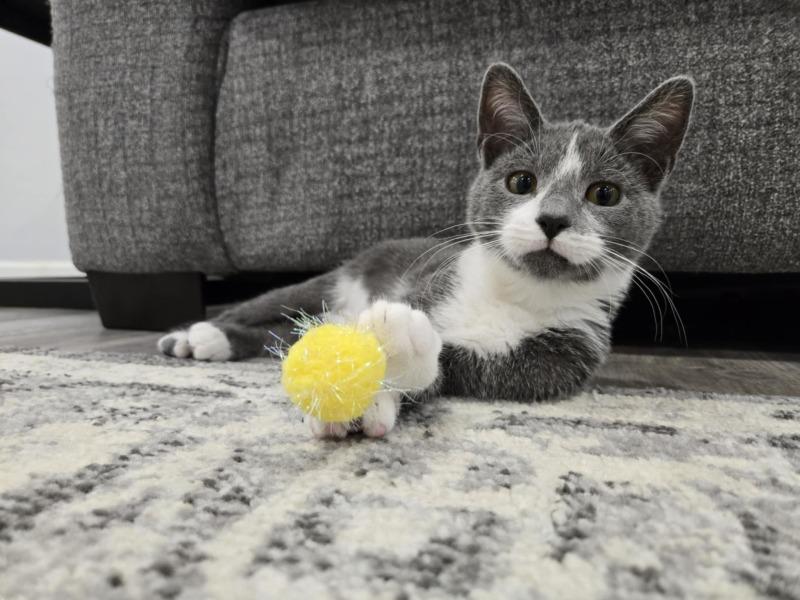 Scratch, ADOPTABLE, Young Female Domestic Short Hair.