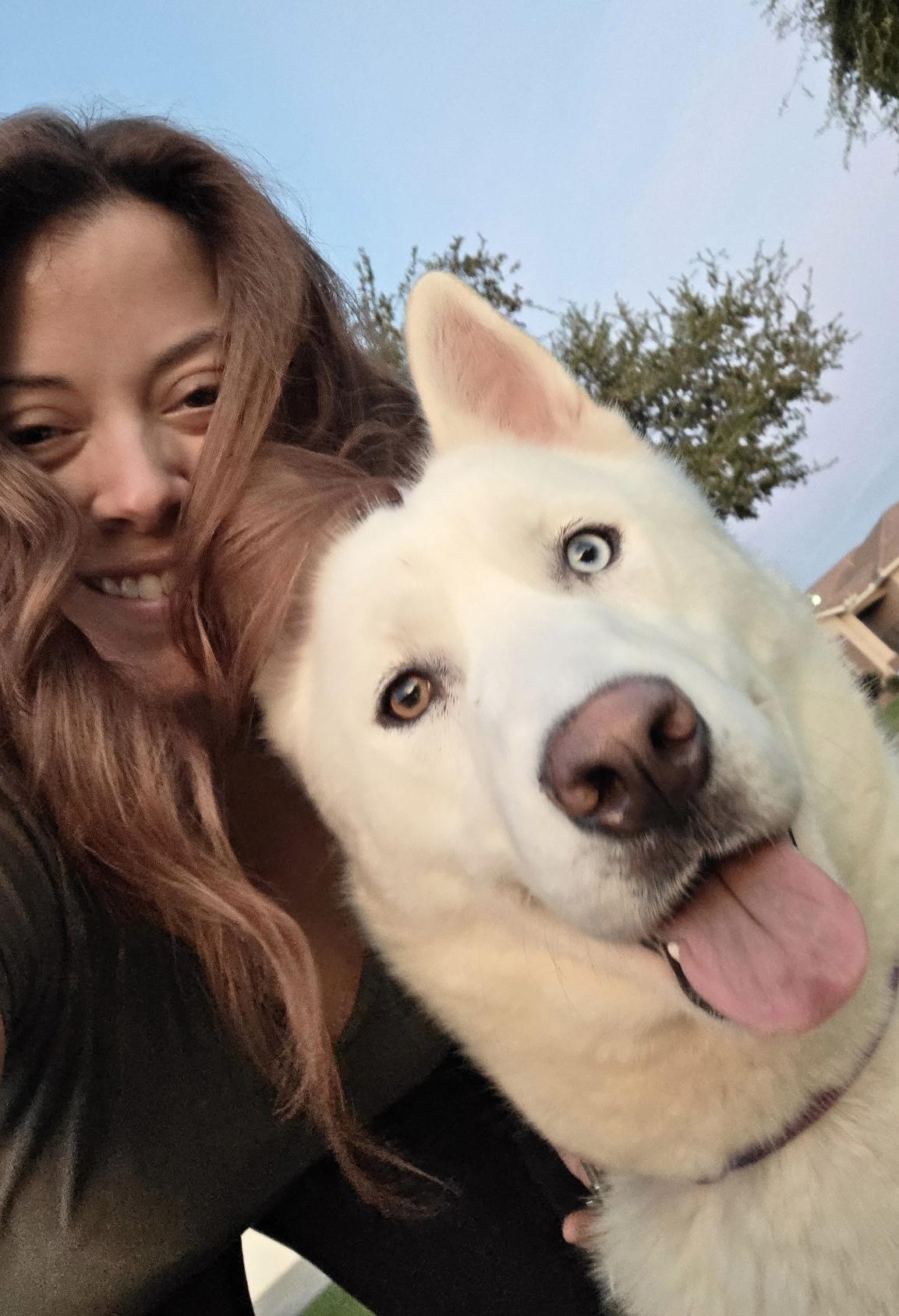 Enlarge Icee, a ADOPTABLE Siberian Husky in Menifee, CA image 1/6