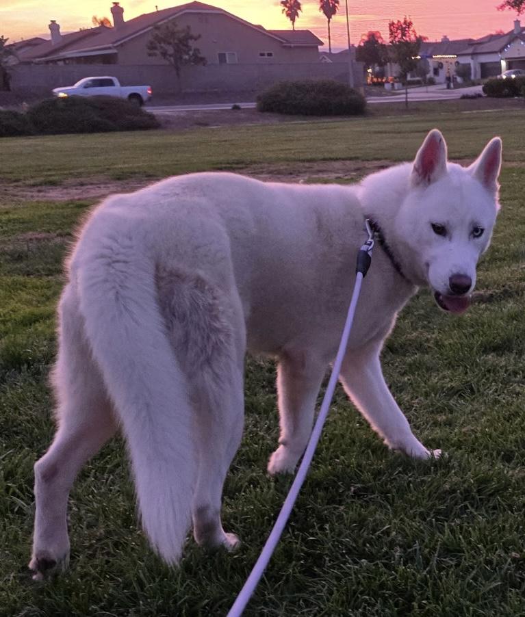 Enlarge Icee, a ADOPTABLE Siberian Husky in Menifee, CA image 4/6