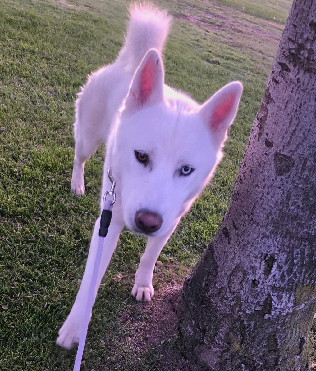 Enlarge Icee, a ADOPTABLE Siberian Husky in Menifee, CA image 6/6