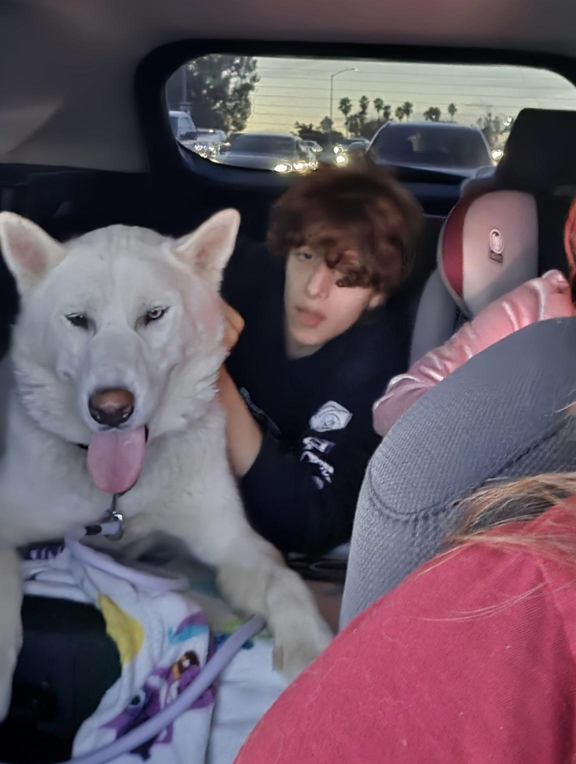 Enlarge Icee, a ADOPTABLE Siberian Husky in Menifee, CA image 2/6