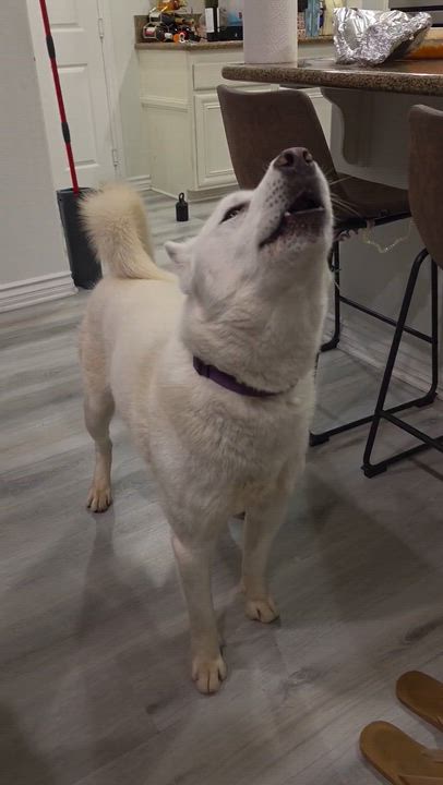 Enlarge Icee, a ADOPTABLE Siberian Husky in Menifee, CA video 3/6
