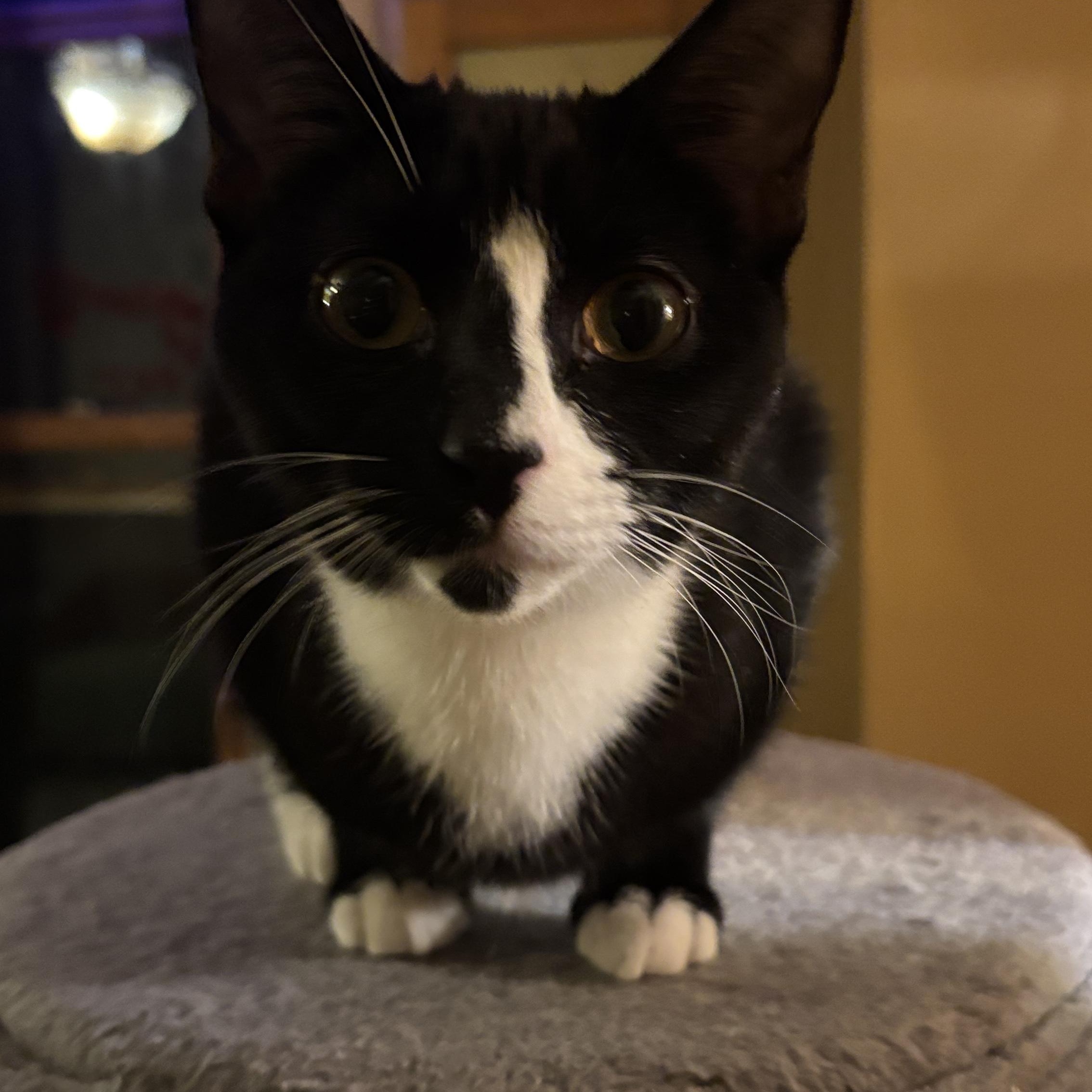 Brasi, a ADOPTABLE Tuxedo in Melrose, MA image 3/3